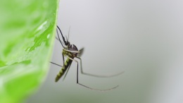 Emergenza Chikungunya in Cina: misure drastiche e protocolli nazionali contro l'epidemia nelle aree industriali