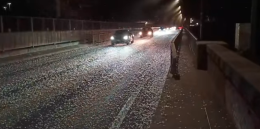 Alba, il ponte del Tanaro invaso dagli insetti