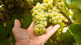 Cambia la vendemmia dell’Asti Docg: meno uva, regole nuove e mercato in allerta