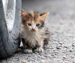 Cogne, gatti scomparsi: ecco un profiler e una ricompensa per trovare il responsabile