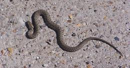 Vipera trovata su un pianerottolo a Borgaro, ma non è l'unica, il caso è più grave di quello che si pensa