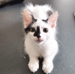 Tommy, una soffice palla di pelo che sembra zucchero filato