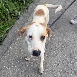 Bamby, occhi dolci e un carattere sempre allegro