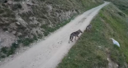 Lupi inseguiti da un drone in Valle di Rhêmes: l’appello del Parco Nazionale del Gran Paradiso