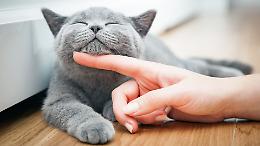 I gatti fanno bene alla salute: i benefici incredibili che tutti dovrebbero conoscere
