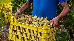 Vendemmia anticipata e compressa: raccolta già da Ferragosto