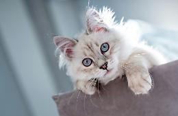L'8 agosto è la giornata internazionale del gatto