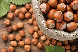 Caduta prematura delle nocciole: Coldiretti Asti chiede lo stato di emergenza