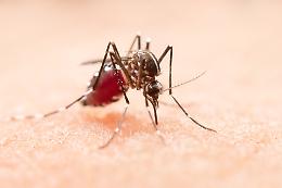 Primo caso di West Nile a Biella: 72enne ricoverata