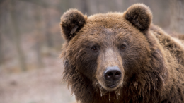Val Grande, escursionisti tedeschi segnalano la presenza di un orso