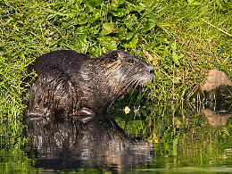 Emergenza nutrie a Brandizzo: il Parco Grande Torino al centro del dibattito