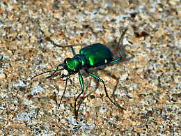 Cicindele: i “coleotteri-tigre” gioiello dei nostri parchi
