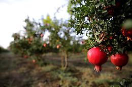 Confagricoltura Cuneo chiede l'inclusione di frutta, mais e legno tra i settori sostenuti dal Ddl Coltivaitalia