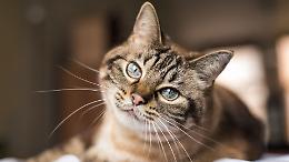 Anche i gatti possono avere l’Alzheimer: la scoperta che cambia la ricerca