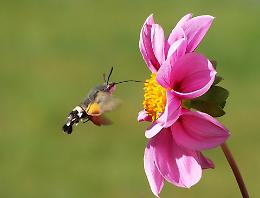 Nei giardini piemontesi vola la farfalla colibrì: tutto sulla sfinge del galio