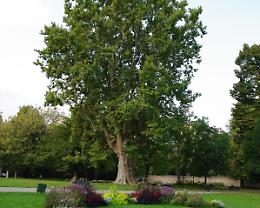 Dal Valentino ai Giardini Reali: dove trovare i 16 alberi monumentali d Torino