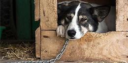 Maltrattare un animale è reato: svolta storica nel Codice penale italiano