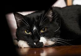 Vicini allertano i soccorsi per un cattivo odore persistente, temendo il peggio: era la lettiera colma del gatto rimasto solo