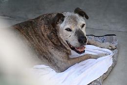 Un giorno nel canile al collasso. C’è chi aspetta casa da 10 anni
