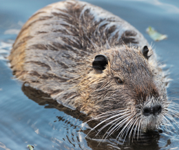 Brandizzo, anziano morso da una nutria: scoppia la polemica 