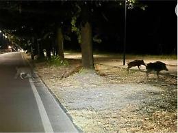 Cinghiali a Mirafiori Sud, dalla tenerezza alla preoccupazione: cresce l’allarme dei residenti