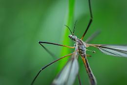 Aumentano i contagi di West Nile in Piemonte: quarto caso a Novara, 80enne senza altre patologie già dimesso