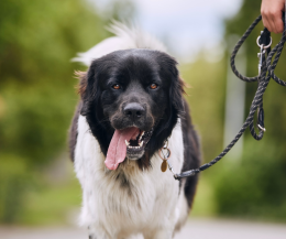 Tavagnasco, giro di vite sui cani liberi: multe fino a 500 euro