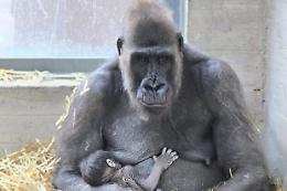 Nasce un cucciolo di gorilla in Italia: primo dopo 50 anni