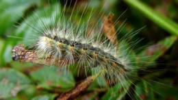 San Giusto Canavese invasa dalla ifantria, ma il Comune dice di no ai pesticidi