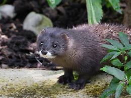 Biodiversità in pericolo: 1677 specie europee sono a rischio estinzione