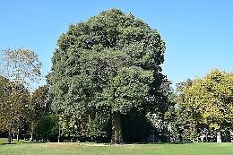 Torino e i suoi alberi: guida alle specie che colorano la città