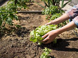 A Moncalieri, puoi richiedere un appezzamento di terra per avere il tuo orto urbano