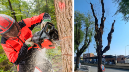 Chivasso, sei alberi rimossi in via Orti: il Comune annuncia un piano di riqualificazione