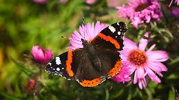 Vanessa atlanta, l'ammiraglio rosso dei giardini torinesi