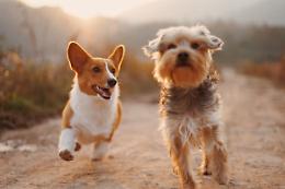 Traversine in casa, un errore comune salute e socialità del cane a rischio
