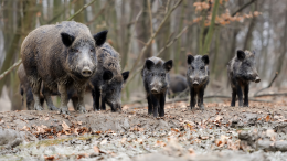 Fauna incontrollata ad Asti: è scontro tra istituzioni e associazioni per l'abbattimento