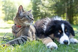 Pet-care in Italia: solo 4 comuni su 10 promuovono il benessere degli animali