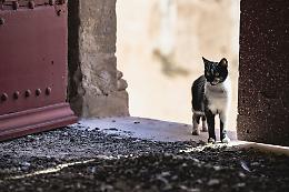 Fiorano Canavese, un piano per gatti randagi, over 58 e detenuti