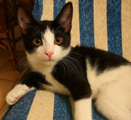 Felix, una piccola pantera in frac