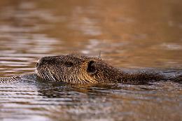 Brandizzo: continua il caso nutrie dopo il morso all'anziano