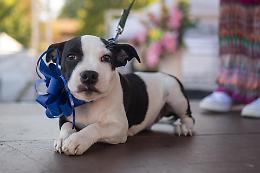 Dog Pride: cani in passerella per adozioni e solidarietà
