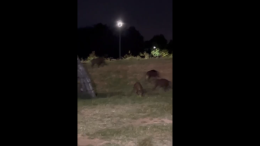 Cinghiali, un altro avvistamento nel parco Colonnetti
