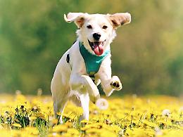 La giornata mondiale del cane: una festa per celebrare i nostri compagni a quattro zampe