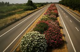 Perché gli oleandri crescono lungo le autostrade: tra sicurezza e natura
