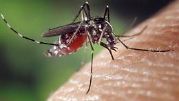 Asti, confermato un caso di Dengue: ecco le zone della disinfestazione