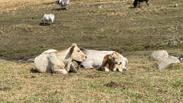 Siccità in montagna, il pressing di Confagricoltura Cuneo per salvare gli alpeggi