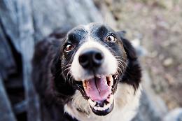 Collegno lancia ColleZampe: la città si fa più amica dei cani
