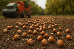 Nocciole: raccolta avviata tra calo produttivo e nuove criticità