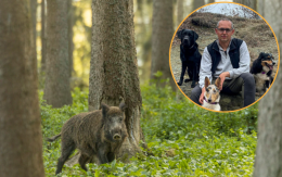 Come salvare il mio cane da un cinghiale? Ecco cosa fare