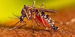 West Nile, anziana morta: confermato il contagio